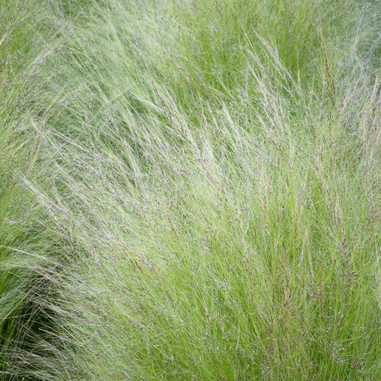 Stipe chevelu pony tails - stipa tenuissima pony tails 30/40 cm pot 2l