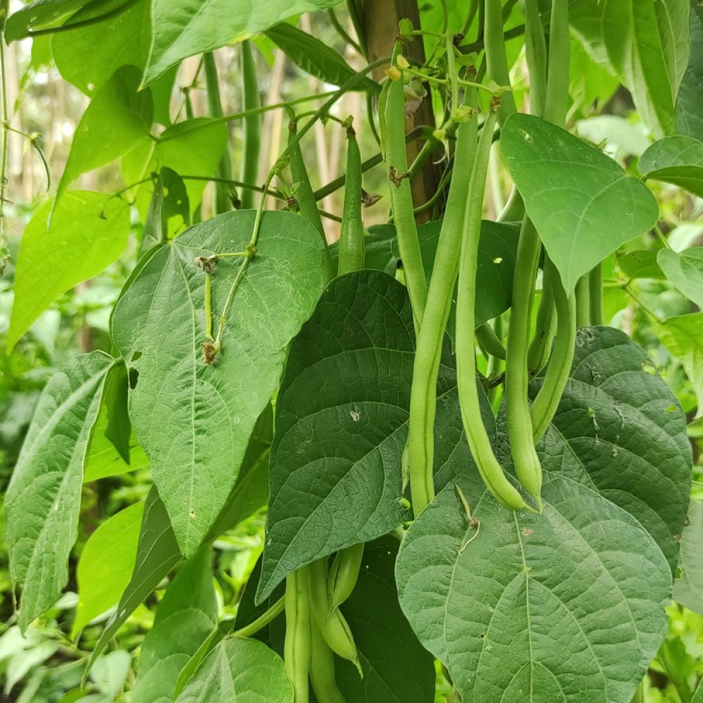 Haricot nain à filet 'aiguillon' le sachet de 220 graines environ (90g)