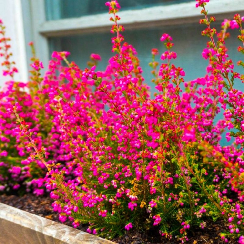 Cassis fleurs (Ribes Sanguineum)