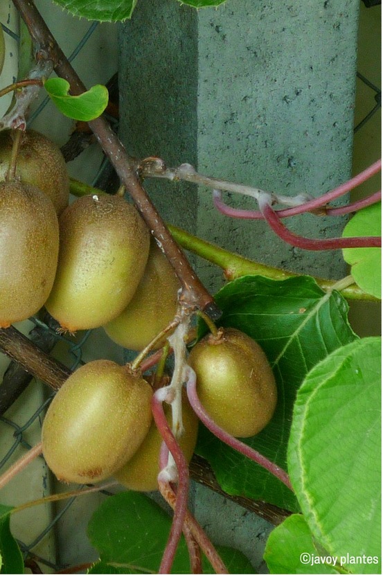 Kiwi femelle 'hayward ' - en pot de 1,5 litres