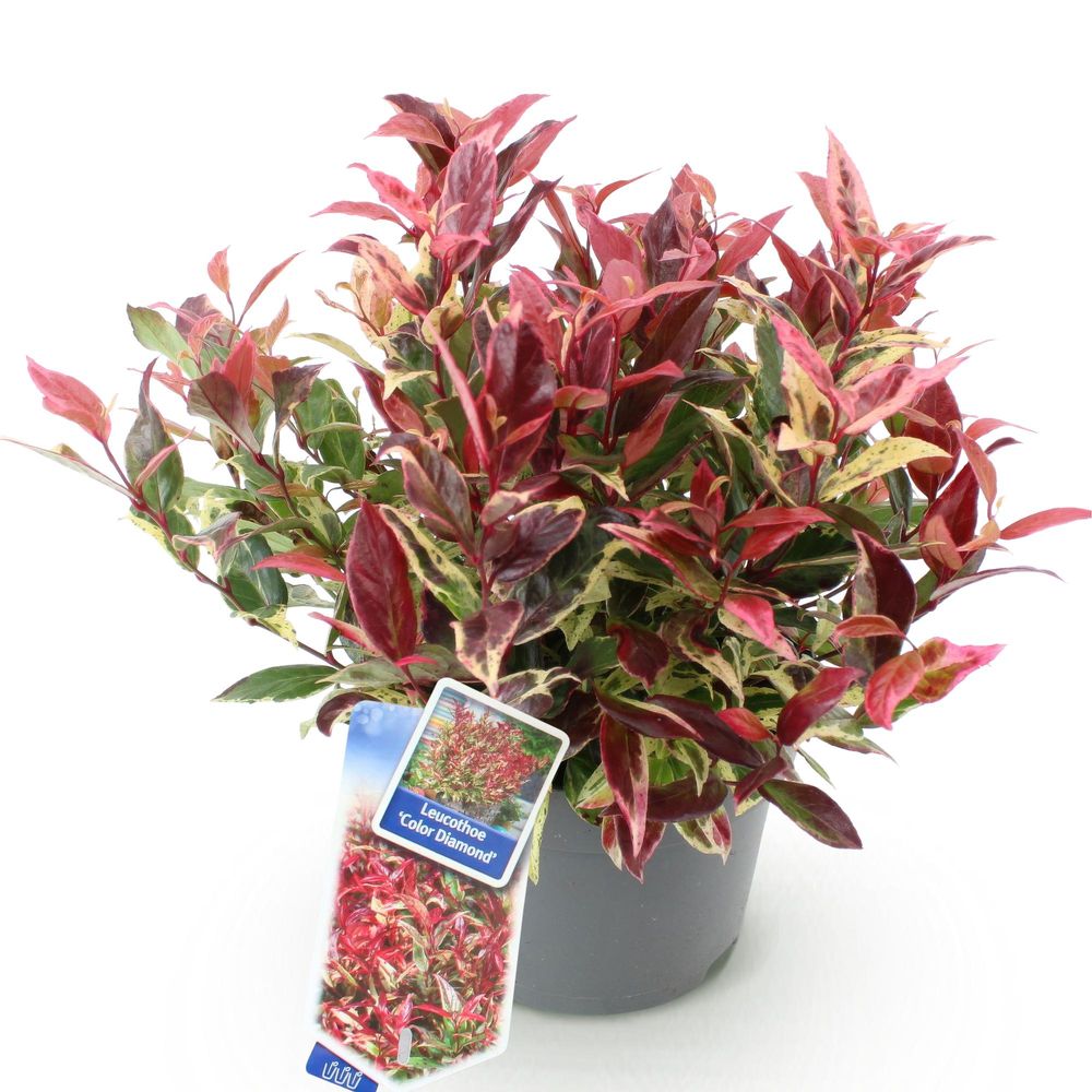 Leucothoé 'colour diamond' - pot 17 cm - hauteur 40 cm - plante d'extérieur