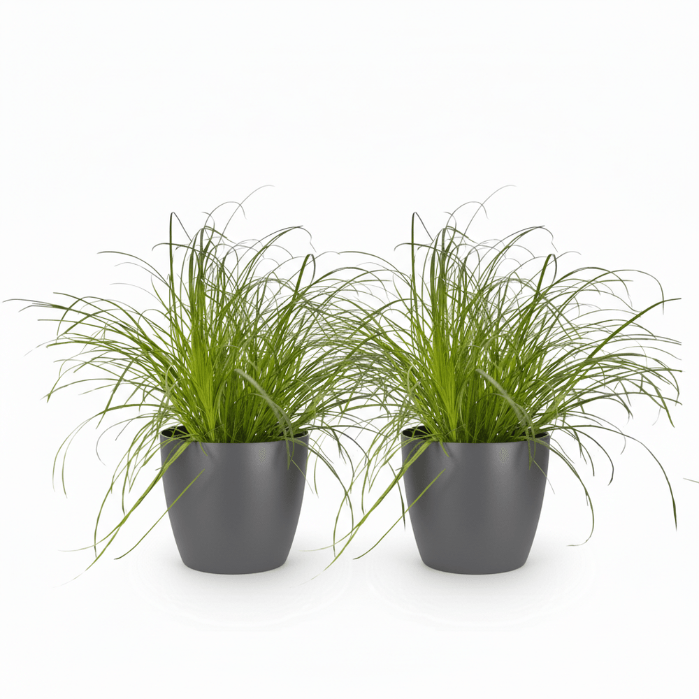 Cyperus alternifolius zumula - pet-friendly - pot de 12cm - hauteur 20cm
