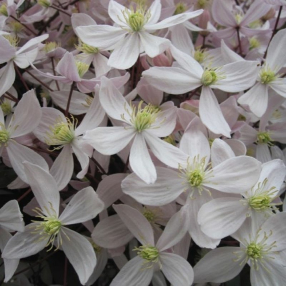Clématite armandii 'apple blossom'