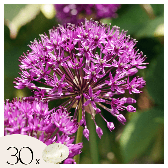 Ail - set de 30 - allium 'purple sensation' - bulbes à fleurs - violet