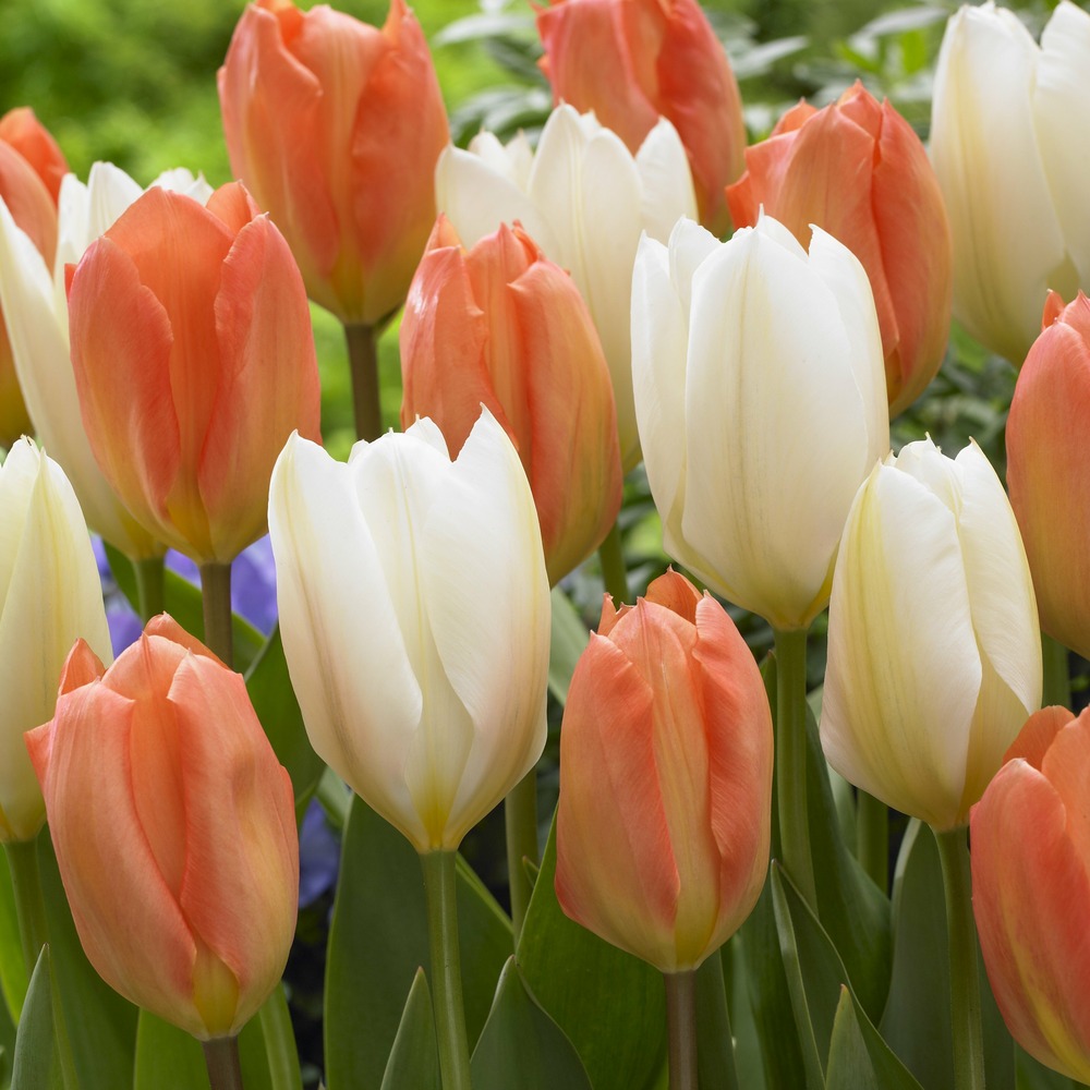 Mélange de 10 tulipes stockholm - le sachet de 10 bulbes / circonférence 12cm+