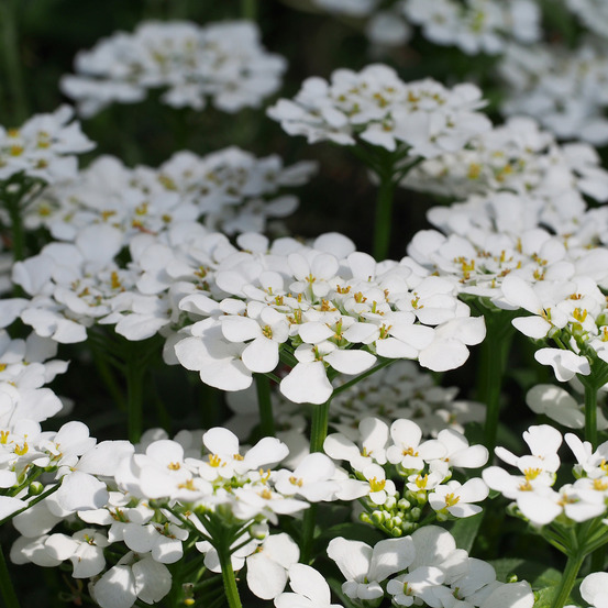 Corbeille d'argent, thlaspi 'masterpiece' godet de 8/9 cm