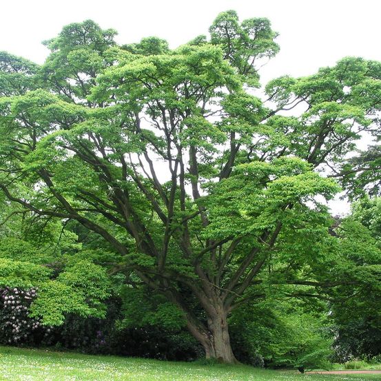 Arbre à liège de l'amour pot de 4l/5l