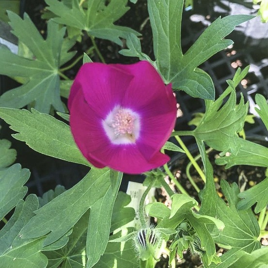 Mauve-pavot godet de 8/9 cm