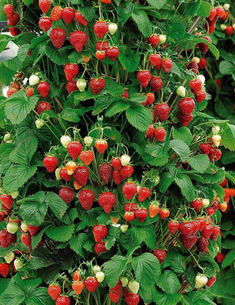 10 fraisiers grimpants et remontants mount everest, le paquet de 10 racines nues
