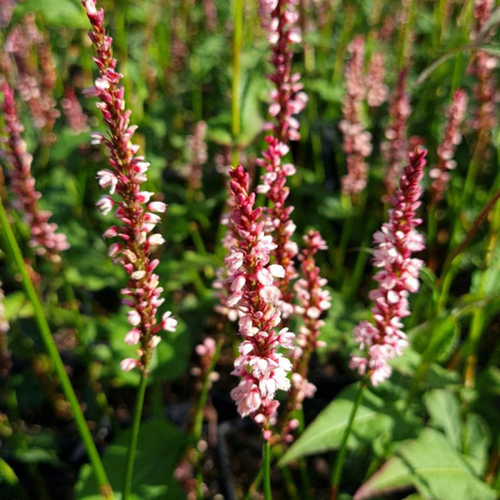 Persicaire endless beauty lot de 5 godets