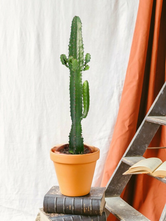 Euphorbe acrurensis 50cm - plante d'intérieur