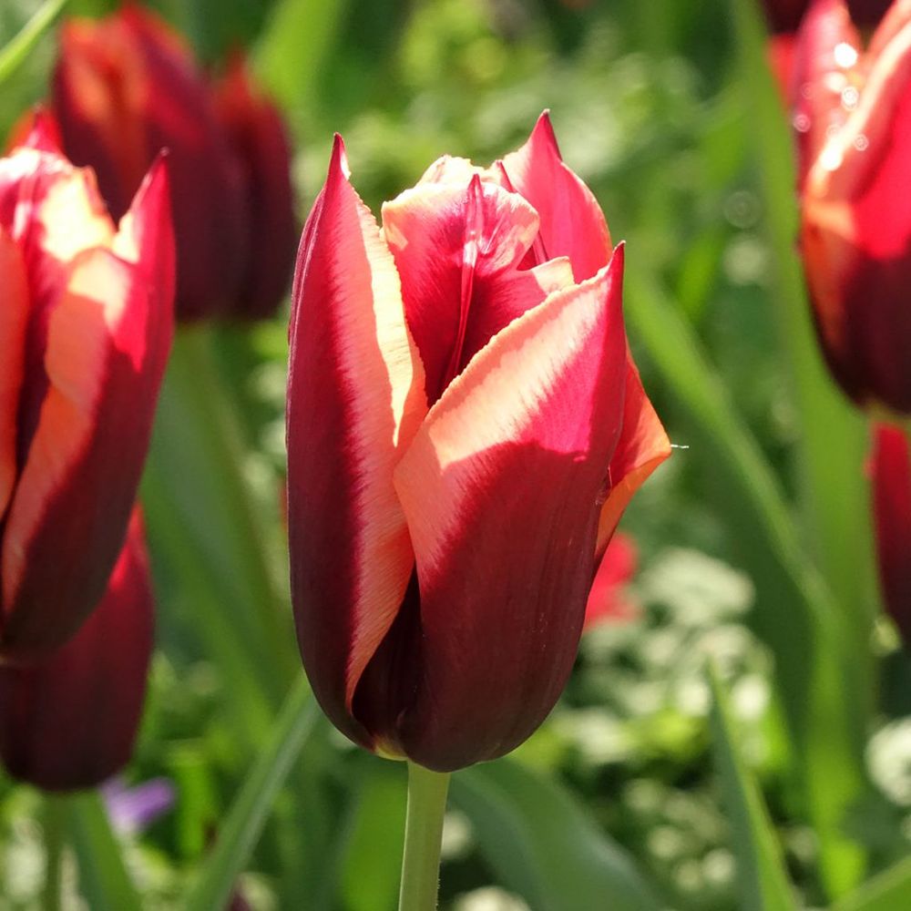 Tulipe 'muvota' bulbe calibre 11+ (par 10)