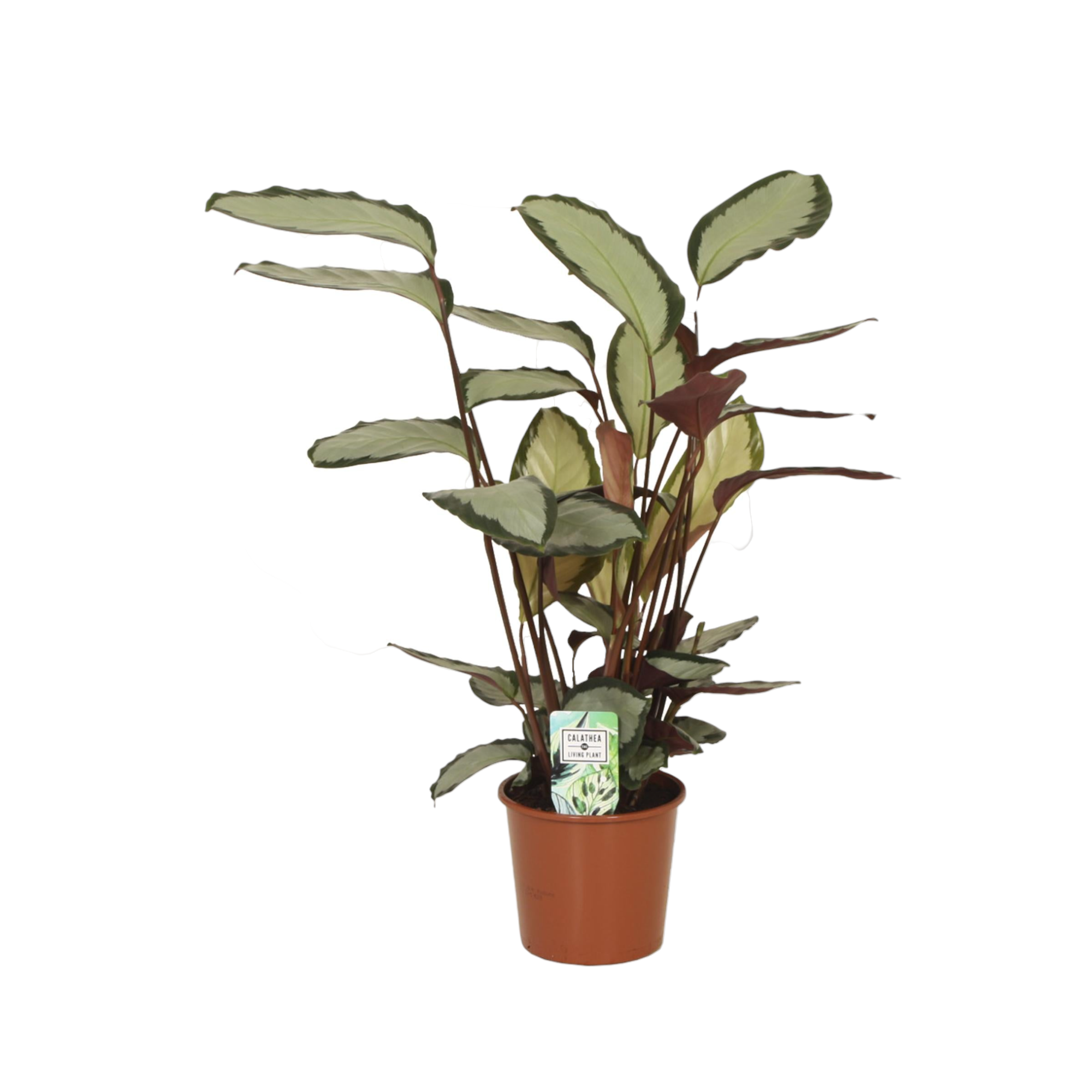 Plante d'intérieur - calathea picturata 65.0cm