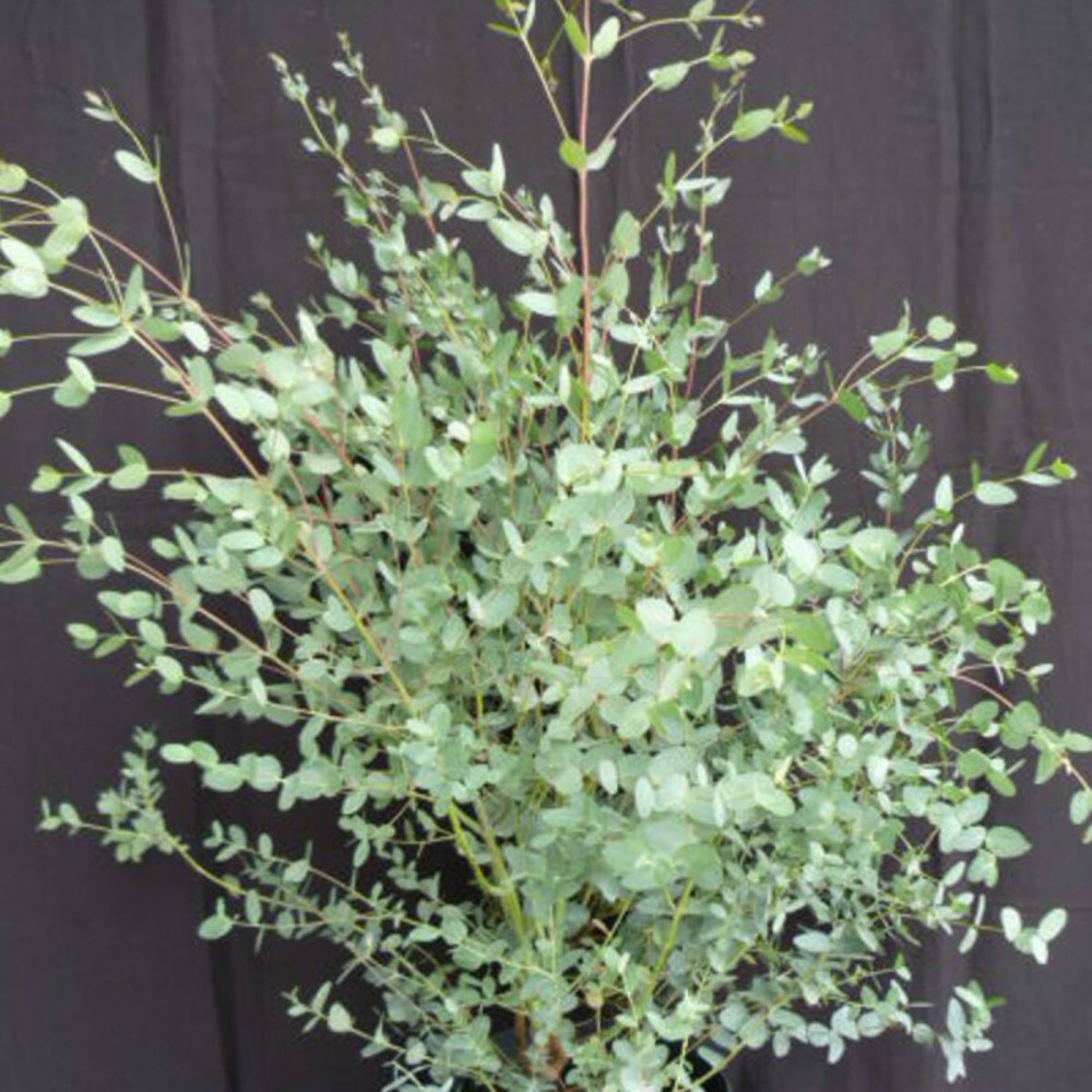 Eucalyptus gunni, eucalyptus à feuilles rondes, gommier cidre pot de 4l - 60/100 cm