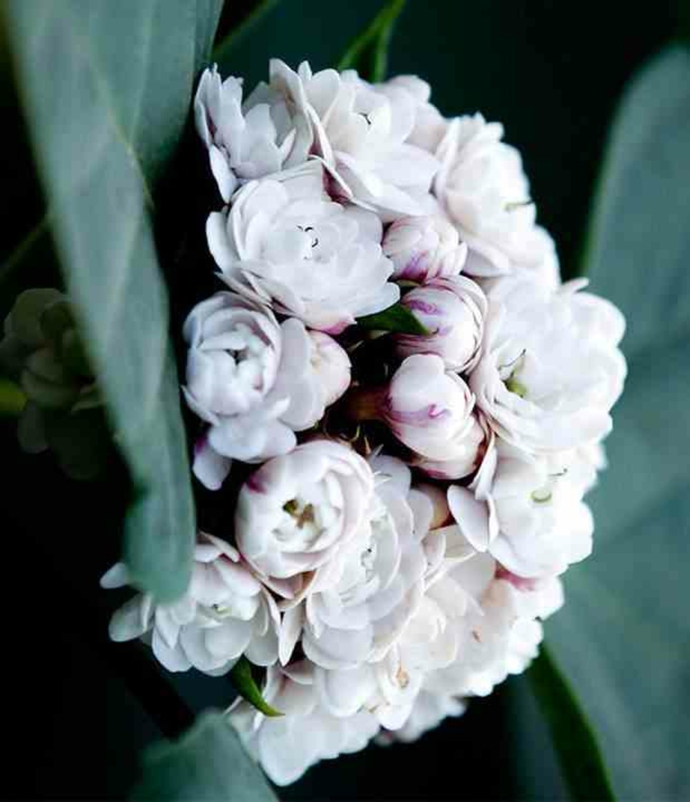 Clerodendrum fragrans (syn. C. Philippinum) clérodendron pot de 2 litres ? 40/60 cm