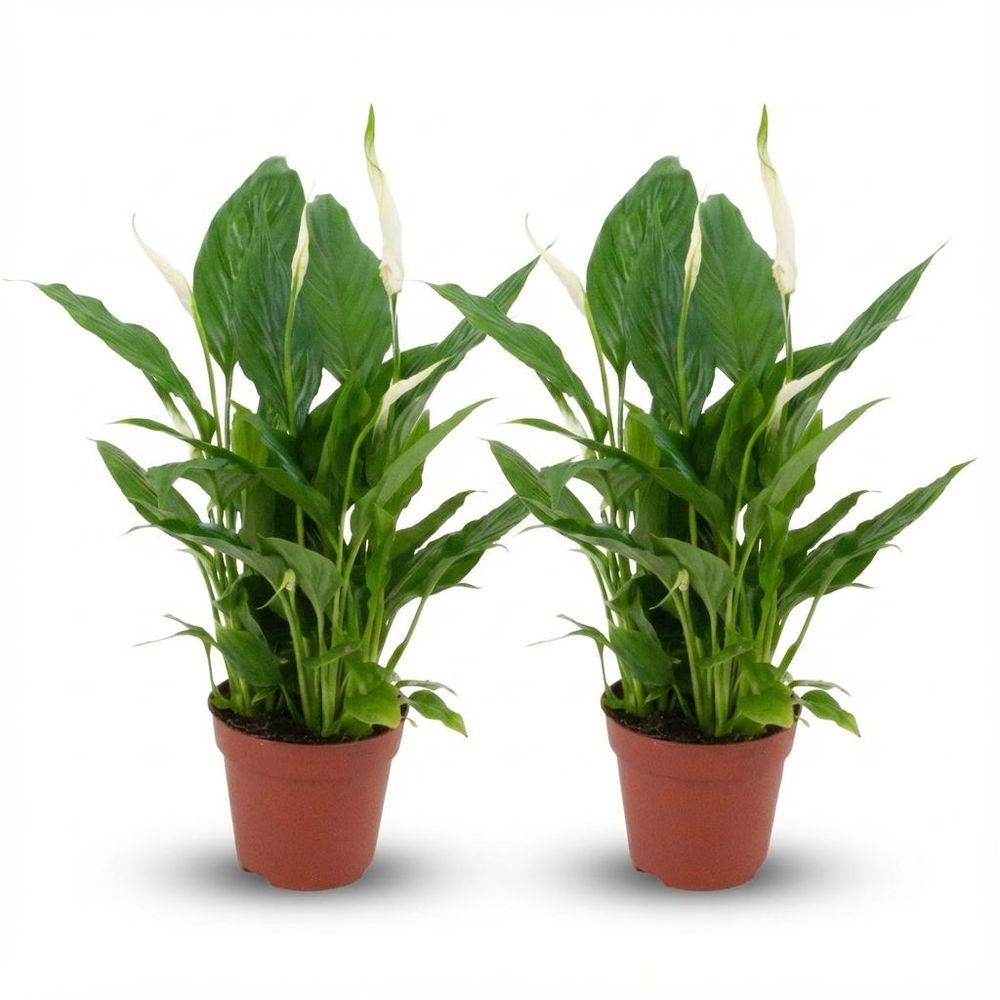 Fleur de lune - spathiphyllum - lot de 2 - ø12cm - ↕40cm - plante d’intérieur