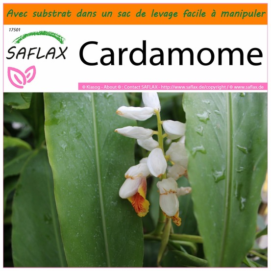 Garden in the bag - cardamome - 20 graines - elettaria cardamomum