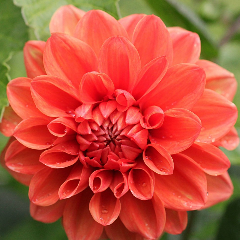 Dahlia nain double 'ellen houston ' bulbe calibre i (par 3)