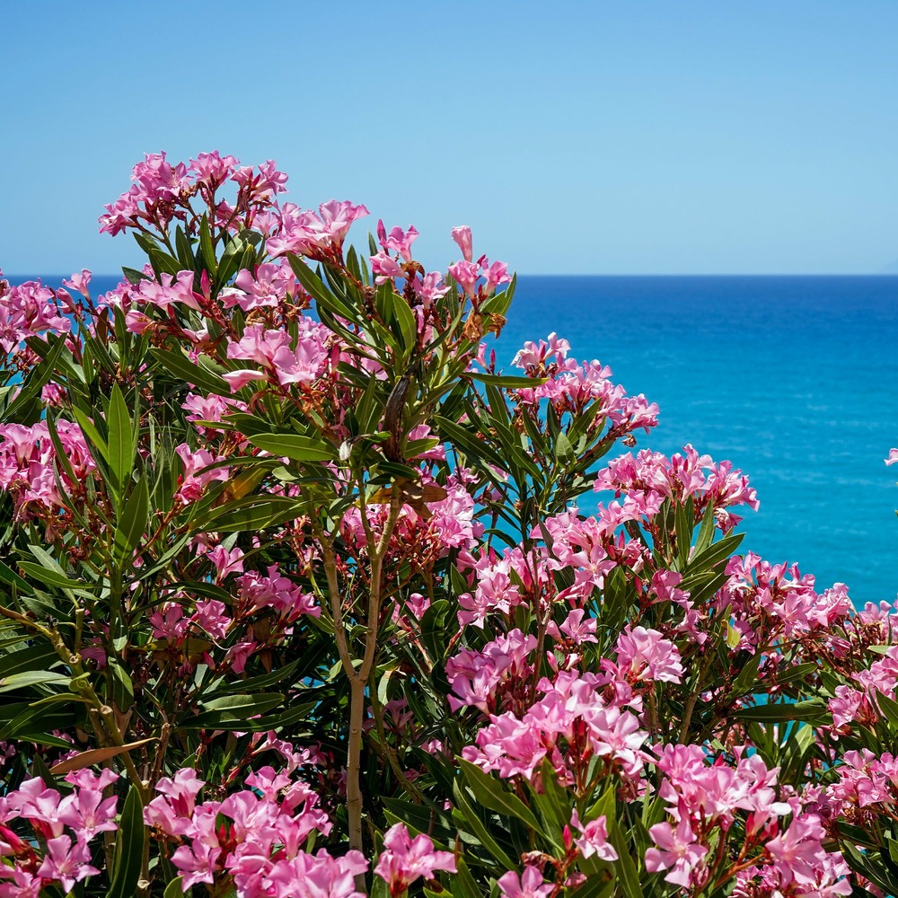 Laurier-rose - le pot / 1l / hauteur livrée 20-30cm, vendu par lot de 2