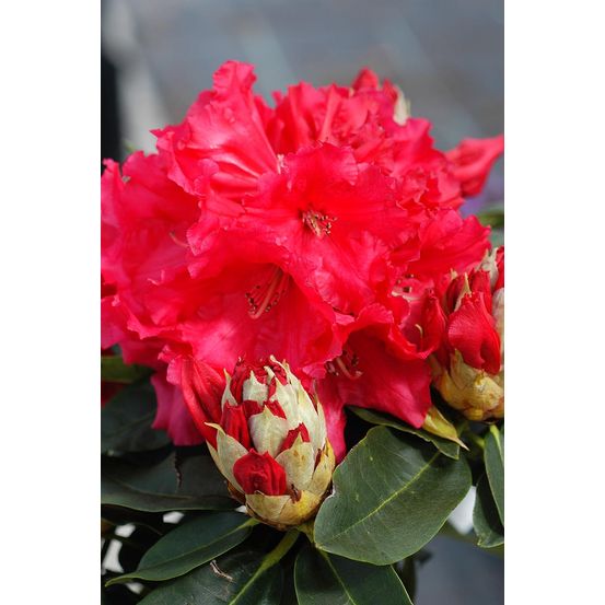 Rhododendron 'markeeta's prize' - en pot de 5 litres