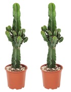 Set de 2 euphorbia eritrea - cowboy cactus - plante d'intérieur - pot 17cm - hauteur 50-60cm