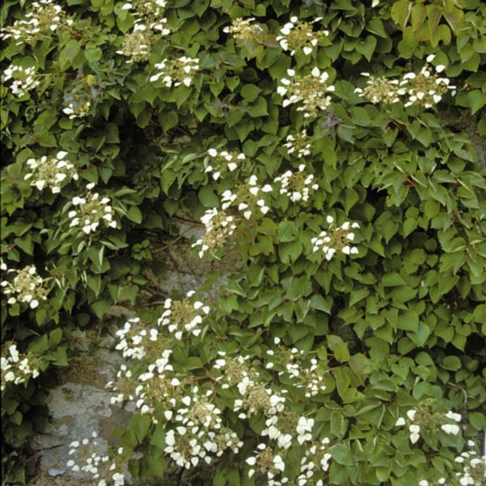 Schizophragma hydrangeoïdes pot de 2l/3l