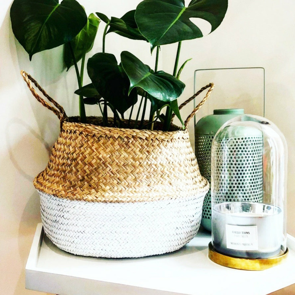 Collection de 3 plantes vertes dépolluantes - les 3 pots