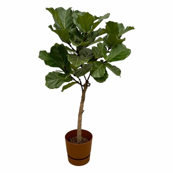 Ficus lyrata et son pot marron + reservoir - hauteur 160cm