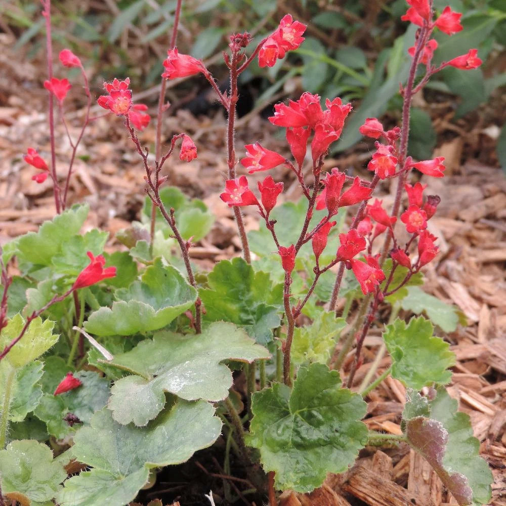 Heuchere sanguinea coral petite lot de 3 godets