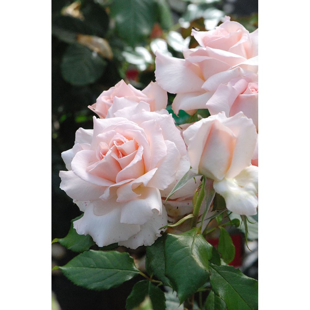 Rosier 'sweet love' ? - en pot de 5 litres