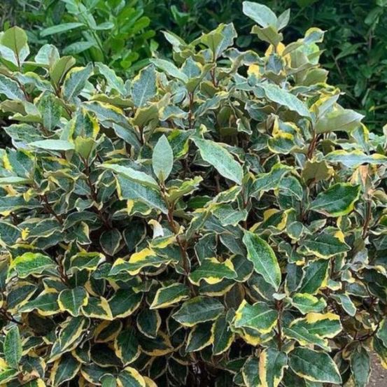 Chalef d'ebbingei viveleg - elaeagnus xebbingei viveleg en pot 18l 120cm