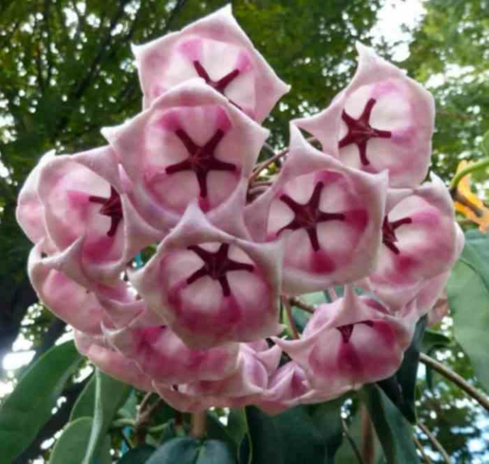 Hoya archboldiana rose (fleur de porcelaine, fleur de cire) rose - taille pot de 2 litres - 20/40 cm
