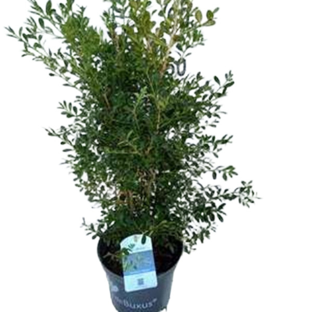 Betterbuxus 'skylight' – 30-40 cm