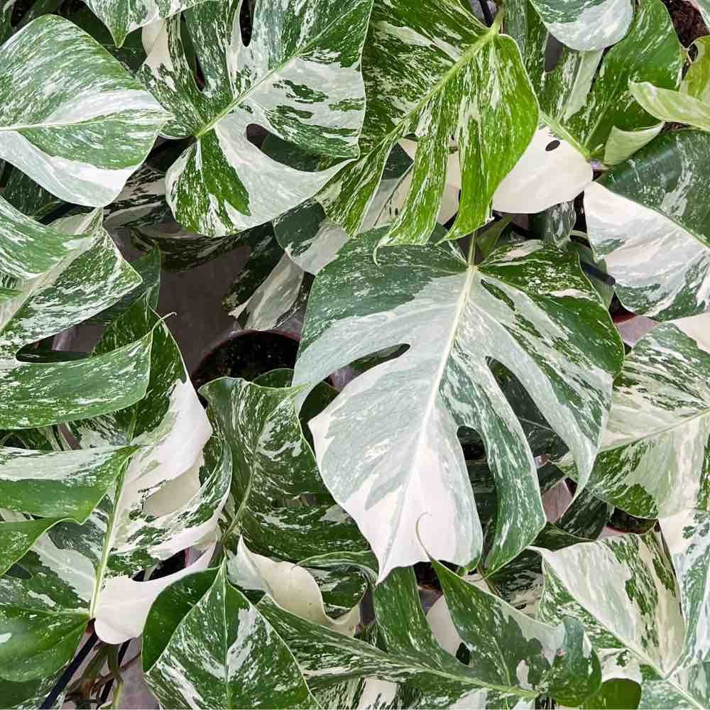 Monstera variegata - pot de 17cm - plantes d'intérieur