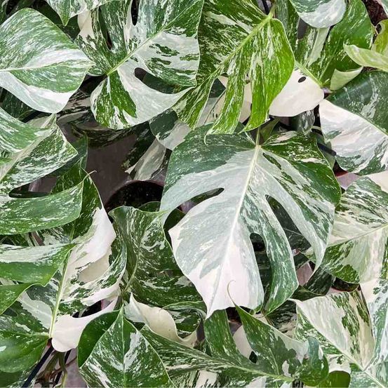 Monstera variegata - pot de 17cm - plantes d'intérieur