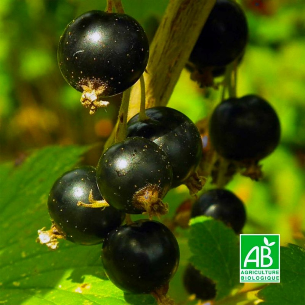 Cassissier 'andega' bio (ribes nigrum 'andega')