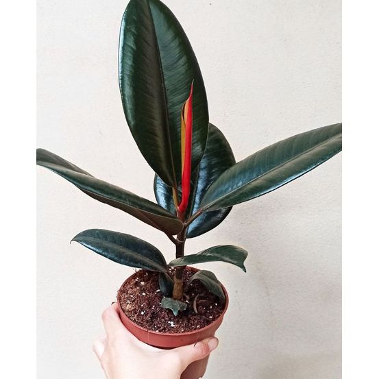 Ficus elastica abidjan medium d. 12cm h. 30cm - plante d'intérieur