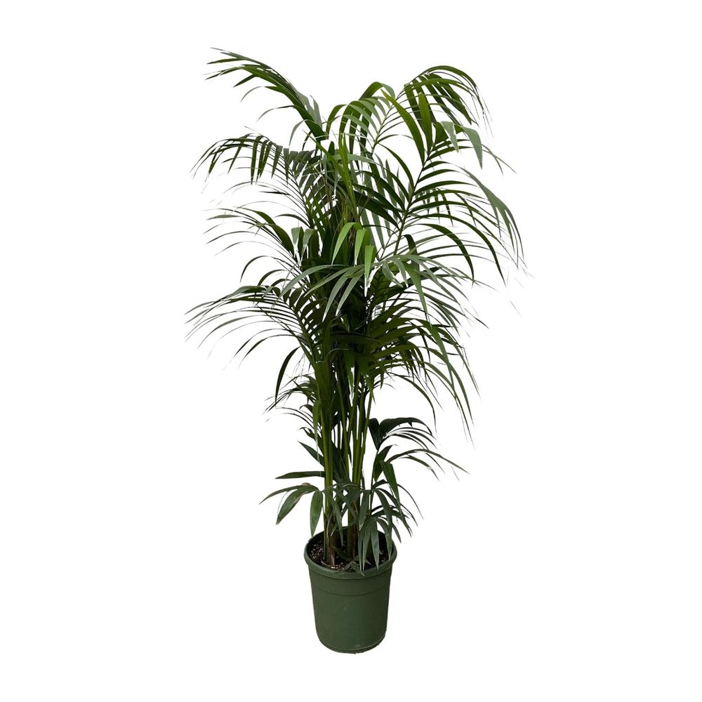 Kentia palm - plantes d'intérieur