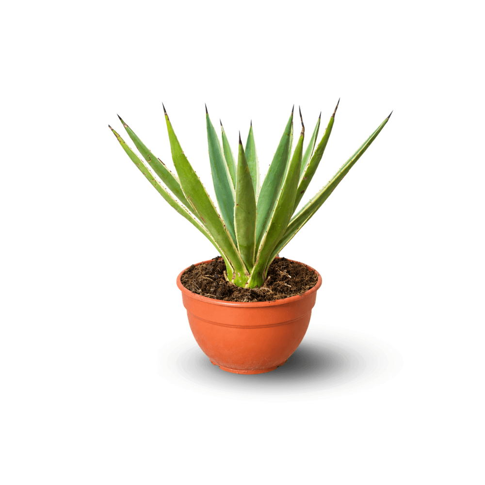 Agave angustifolia ‘marginata’ - 30-40 cm - ⌀ 20 cm - cactus et plantes grasses