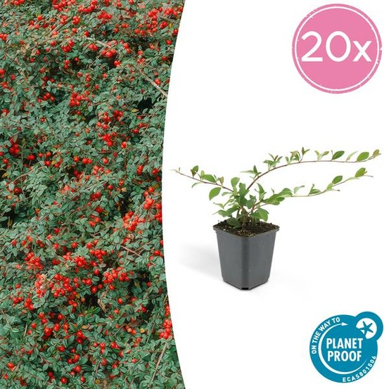 Cotonéaster de dammer 'major' x20 – entre 1,25 et 1,67m2