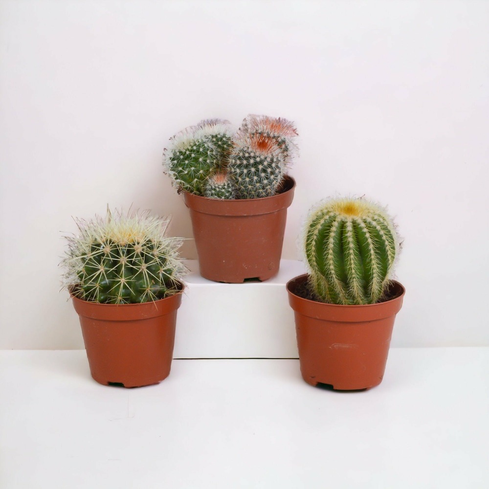 Coffret cadeau baby cactus - lot de 3 plantes, h16cm