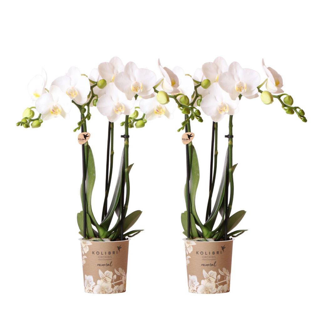 Orchidée phalaenopsis blanche (phalaenopsis amabilis) - duo de 2 orchidées - pot de 9cm - plantes d'intérieur