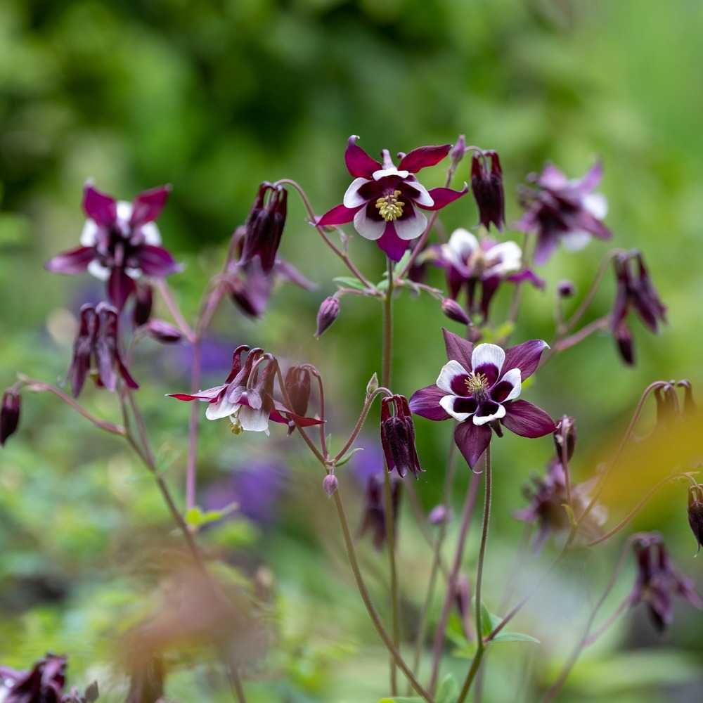 Ancolie des jardins william guiness - le pot / 8cm