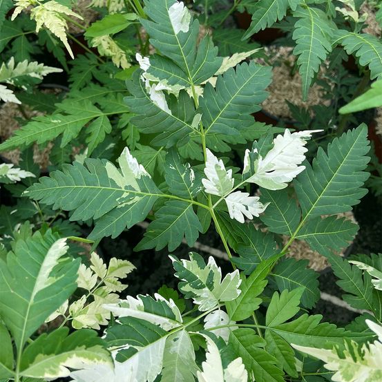 Margousier, neem 'jade snowflake' pot de 2l/3l