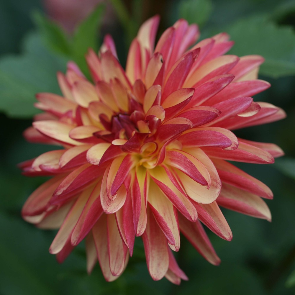 Dahlia décoratif 'crazy legs' bulbe calibre i