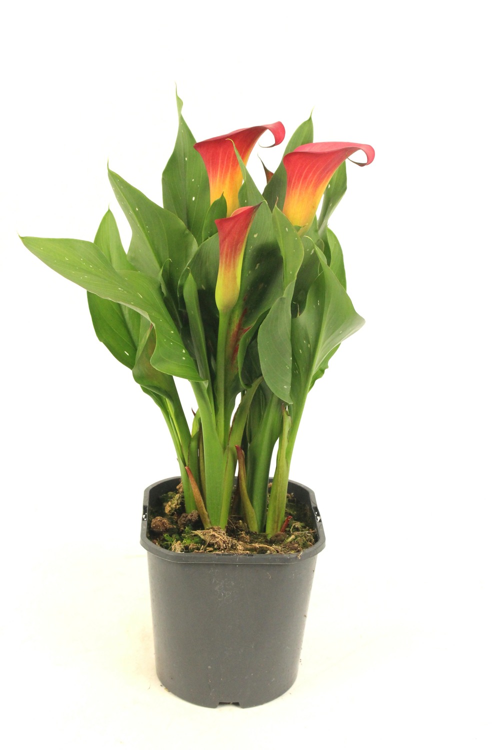 Calla pot 2 l