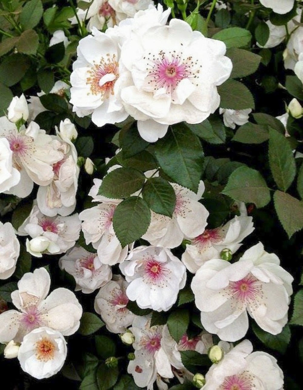 Rosier 'jacqueline du pré' pot de 4l/5l