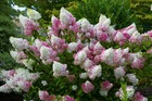 Hortensia paniculé paniculata Vanille Fraise® 'Renhy' C 4 litres