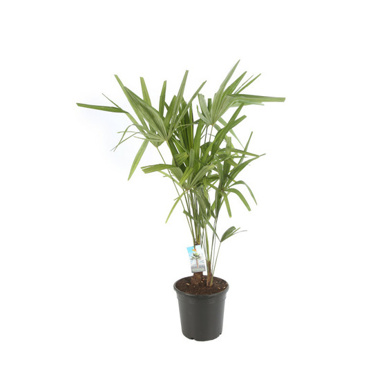 Palmier chanvre trachycarpus fortunei 60/70 cm pot 24cm