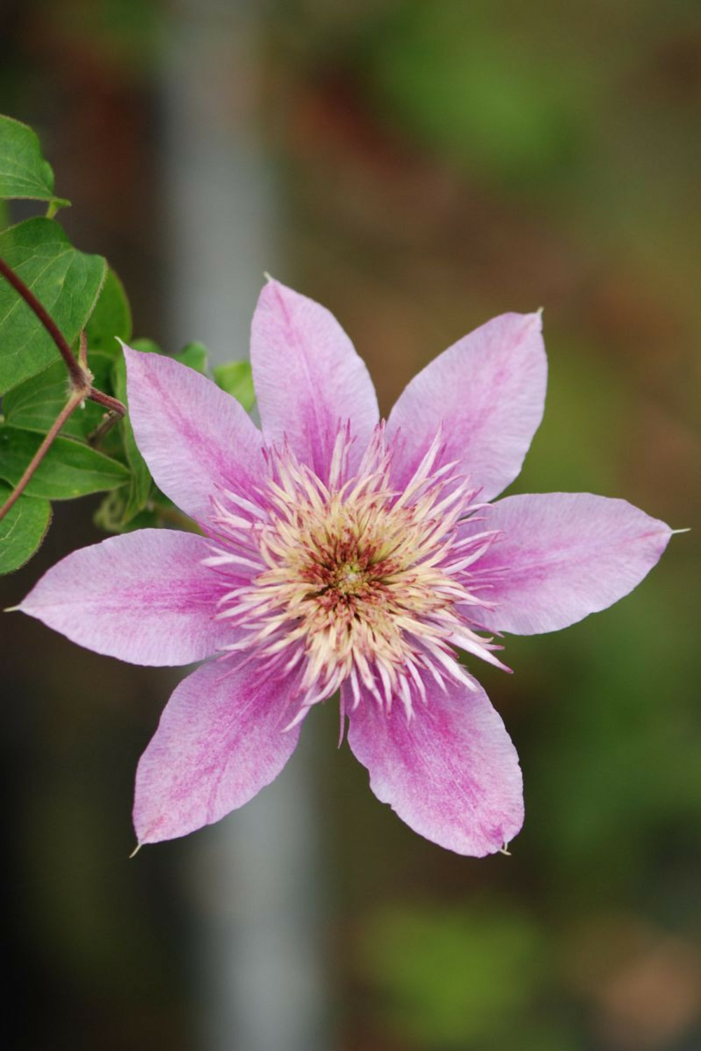 Clématite empress ?' - en pot de 3 litres